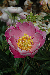 Apple Blossom Peony (Paeonia 'Apple Blossom') at A Very Successful Garden Center