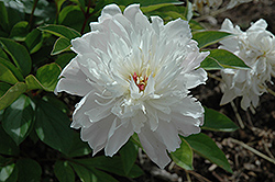 Miss Salway Peony (Paeonia 'Miss Salway') at A Very Successful Garden Center