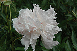 Marie Crousse Peony (Paeonia 'Marie Crousse') at Lakeshore Garden Centres
