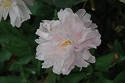 Bellsaire Peony (Paeonia 'Bellsaire') at A Very Successful Garden Center