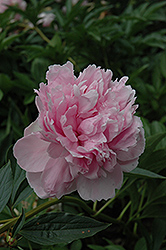 Archie Brand Peony (Paeonia 'Archie Brand') at A Very Successful Garden Center