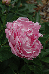 Pink Baroness Schroeder Peony (Paeonia 'Pink Baroness Schroeder') at A Very Successful Garden Center