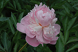 Mabel L. Franklin Peony (Paeonia 'Mabel L. Franklin') at Stonegate Gardens
