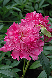 Augustin d'Hour Peony (Paeonia 'Augustin d'Hour') at A Very Successful Garden Center