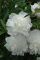 Moonstone Peony (Paeonia 'Moonstone') at A Very Successful Garden Center