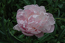 W.F. Christman Peony (Paeonia 'W.F. Christman') at A Very Successful Garden Center