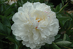 Couronne d'Or Peony (Paeonia 'Couronne d'Or') at A Very Successful Garden Center