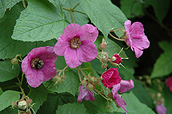 Flowering Raspberry (Rubus odoratus) at A Very Successful Garden Center