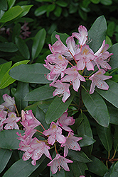 Pink Rosebay Rhododendron (Rhododendron maximum 'Roseum') at A Very Successful Garden Center