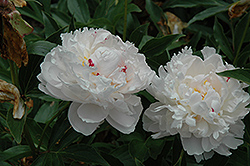 Avalanche Peony (Paeonia 'Avalanche') at A Very Successful Garden Center