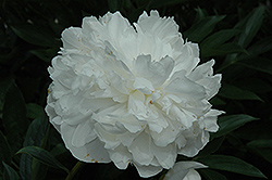 Grace Loomis Peony (Paeonia 'Grace Loomis') at A Very Successful Garden Center