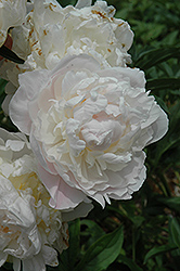 Henry Avery Peony (Paeonia 'Henry Avery') at A Very Successful Garden Center