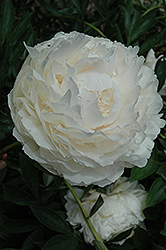 Solange Peony (Paeonia 'Solange') at A Very Successful Garden Center