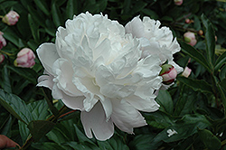 Nick Shaylor Peony (Paeonia 'Nick Shaylor') at A Very Successful Garden Center
