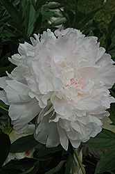 Jeannot Peony (Paeonia 'Jeannot') at A Very Successful Garden Center