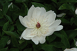 Yeso Peony (Paeonia 'Yeso') at Stonegate Gardens