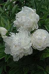 Blanche Turner Peony (Paeonia 'Blanche Turner') at A Very Successful Garden Center