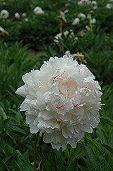 Chestine Gowdy Peony (Paeonia 'Chestine Gowdy') at A Very Successful Garden Center