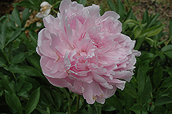 Phoebe Cary Peony (Paeonia 'Phoebe Cary') at A Very Successful Garden Center