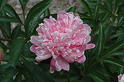 Clemenceau Peony (Paeonia 'Clemenceau') at A Very Successful Garden Center