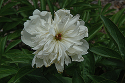 Blanche King Peony (Paeonia 'Blanche King') at Stonegate Gardens
