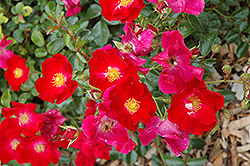 Flower Carpet Red Rose (Rosa 'Flower Carpet Red') at Lakeshore Garden Centres