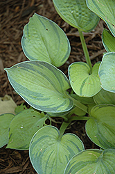 Aureonebulosa Hosta (Hosta 'Tokudama Aureonebulosa') at A Very Successful Garden Center