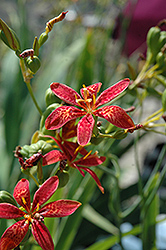 Candy Lily (Pardancanda x norrisii) at Lakeshore Garden Centres