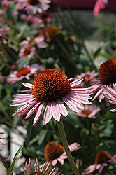Hope Coneflower (Echinacea 'Hope') at A Very Successful Garden Center