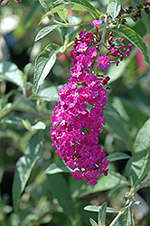 Royal Red Butterfly Bush (Buddleia davidii 'Royal Red') at A Very Successful Garden Center