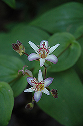 Tojen Toad Lily (Tricyrtis 'Tojen') at A Very Successful Garden Center