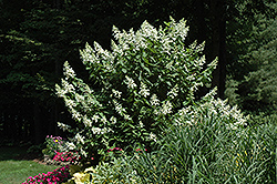 Tardiva Hydrangea (tree form) (Hydrangea paniculata 'Tardiva (tree form)') at A Very Successful Garden Center