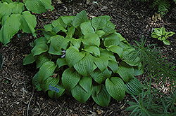 Little Black Scapes Hosta (Hosta 'Little Black Scapes') at A Very Successful Garden Center