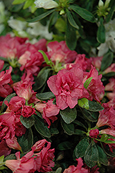 May Belle Azalea (Rhododendron 'May Belle') at Lakeshore Garden Centres