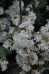 White Fountain Weeping Cherry (Prunus 'White Fountain') at A Very Successful Garden Center