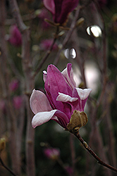 Ricki Magnolia (Magnolia 'Ricki') at A Very Successful Garden Center