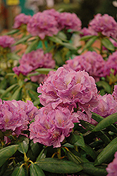 Cheer Rhododendron (Rhododendron catawbiense 'Cheer') at A Very Successful Garden Center
