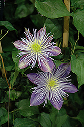 Crystal Fountain Clematis (Clematis 'Crystal Fountain') at A Very Successful Garden Center