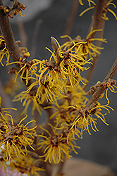Barmstedt Gold Witchhazel (Hamamelis x intermedia 'Barmstedt Gold') at Lakeshore Garden Centres