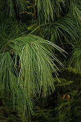 Schwerin Pine (Pinus x schwerinii) at A Very Successful Garden Center