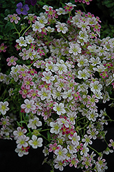 Touran Neon Rose Saxifrage (Saxifraga x arendsii 'Touran Neon Rose') at A Very Successful Garden Center