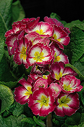 Supernova Rose Bicolor Primrose (Primula 'Supernova Rose Bicolor') at A Very Successful Garden Center