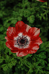 Harmony Scarlet Anemone (Anemone 'Harmony Scarlet') at A Very Successful Garden Center