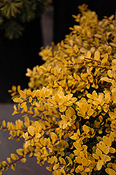 Golden Heller Japanese Holly (Ilex crenata 'Golden Heller') at A Very Successful Garden Center