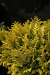 Goldilocks Falsecypress (Chamaecyparis pisifera 'Goldilocks') at Stonegate Gardens