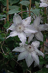 Claire De Lune Clematis (Clematis 'Claire De Lune') at Stonegate Gardens