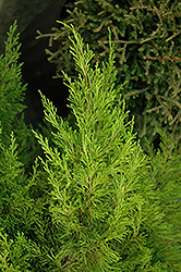 Eternal Gold Juniper (Juniperus chinensis 'Etgozam') at A Very Successful Garden Center