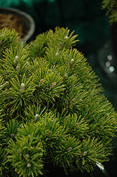 Mitsch Mini Mugo Pine (Pinus mugo 'Mitsch Mini') at Stonegate Gardens
