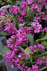 Spring Charm Rock Cress (Arabis 'Spring Charm') at A Very Successful Garden Center
