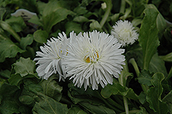 Enorma White English Daisy (Bellis perennis 'Enorma White') at Lakeshore Garden Centres